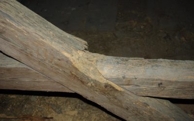 Co potrafią zrobić grzyby z drewnem